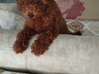 Podell_Ankara Sizin İçin Seçtiği Özel Yavru Köpekler