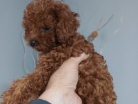 Irk garantili Red braun Korea kan toy poodle