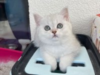 Kendi yavrum anne ve baba ile birlikte british shorthair