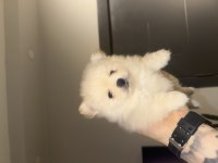 Pomeranian köpeğimiz