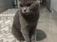 Ömürlük yuva arıyorum british shorthair