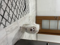 Erkek Beyaz Pomeranian