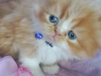 Yavru exotic shorthair (açıklamayı oku)