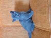 Süper kalite british shorthair yavru