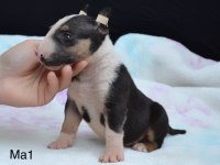 A class şecereli bull terrier Türkiye şampiyonu çocukları