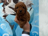 Ruhsatlı Poodle Evinden Ziyarete Açık Yavrular