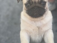 Erkek pug mops