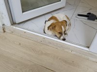 Jack russell köpeğimiz 2,5 aylık