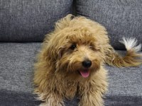 5 aylık erkek maltipoo köpeğimiz