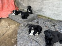 40 günlük labrador yavruları
