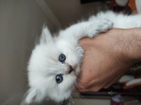 British shorthair blue point blue eyes mavi gözlü