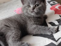 Bizde geldik - british shorthair kediler
