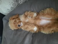 MALTİPOO ÖMÜRLÜK YUVASI ARANIYOR