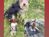 Muhteşem kaliteli yorkshire terrier köpekler