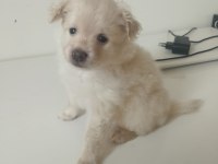 2 Aylık pomeranian yavrular