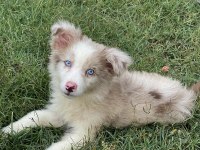 Mavi gözlü border collie erkek