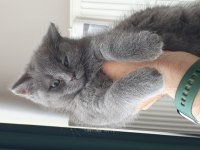 50 günlük dişi british shorthair yavrumuza yuva arıyoruz