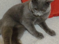 Eşyaları ile verilecek british shorthair