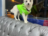 4 aylık dişi aşıları yapılmış çok akıllı chihuahua