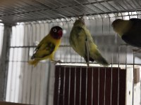 Cennet papağanı her renk