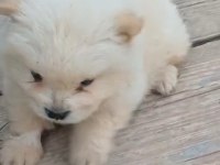 Çin Aslanı Köpeğimiz