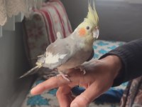 Sultan Papağanı 4 Aylık
