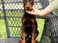 Doberman Kızıma Sıcak Yuva