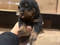 rottweiler yavru köpekler