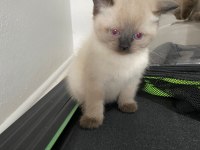 İkiz kedi dişi ve erkek