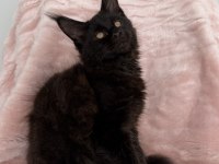 XXXL maine coon erkek üst kaliteli uygun