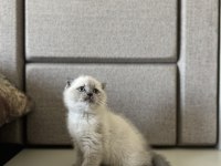 SCOTTISH FOLD BLUE POİNT YAVRULARIM 