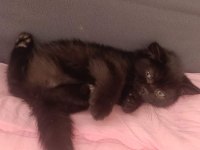British shorthair çiko babalık hakkımız