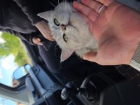 ÜCRETSİZ SAHİPLENDİRİLECEK KEDİMİZ