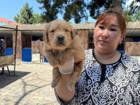 Golden Retriever yavrularımız