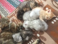 Kedilerimiz İçin Rezerve Alıyoruz