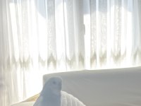 Uyguna Yetişkin Dişi 1 Yaşında Muhabbet Kuşu
