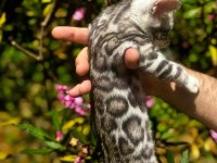 ELITE SİLVER BENGAL KEDİSİ YAVRULARI OZYFELİNES