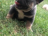 İki güzel French bulldog bebeklerimiz