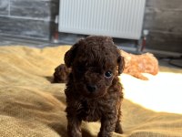 RED BROWN KORE TOY POODLE YAVRULARIMIZ