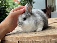 SAFKAN CÜCE TAVŞAN YAVRULARIMIZ GÖNDERİM VAR