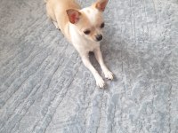 Teacup Chihuahua