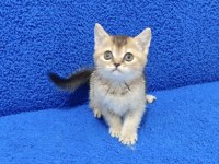BLACK GOLDEN  GÜZELLİK TESLİME HAZIR
