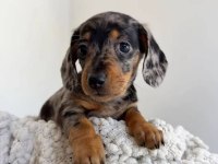 Egzotik Renk Dachshund Bebekler Aşılı
