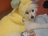 Pomeranian 7 aylık