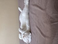 Scottish fold sütlaça yuva arıyoruz
