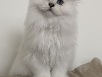 70 Günlük Biblo Gibi Yavru Scottish Fold