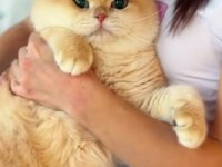 Yakışıklı Bir Prens British Shorthair