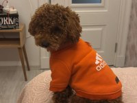 Poodle erkek köpeğimiz