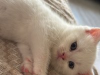 Şecereli anne baba 1.5 aylık british shorthair