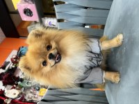 1 Yaşında Show Kalite Pomeranian Boo Gama
